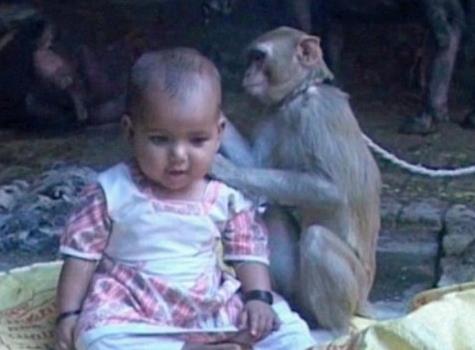 母猴母爱勃发将女婴当自己宝宝照顾（图）