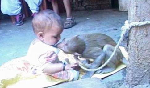 母猴母爱勃发将女婴当自己宝宝照顾（图）