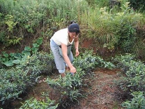 大山深处的女人真不容易,大山深处留守妇女生活(图)