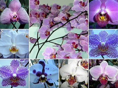 世上前十名最美的花长什么样，十种最美的花盘点