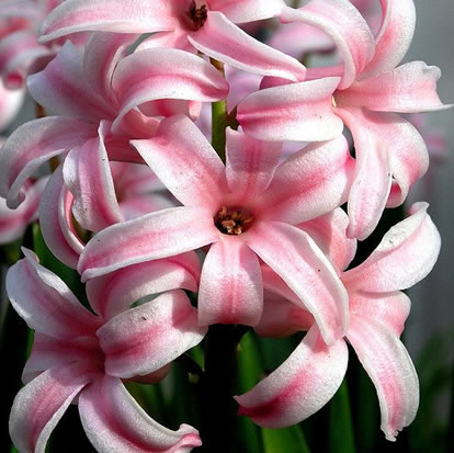 世上前十名最美的花长什么样，十种最美的花盘点