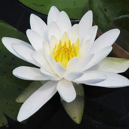 世上前十名最美的花长什么样，十种最美的花盘点