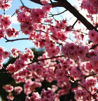 世上前十名最美的花长什么样，十种最美的花盘点