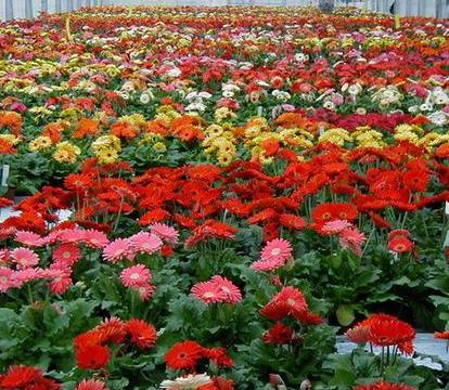 世上前十名最美的花长什么样，十种最美的花盘点