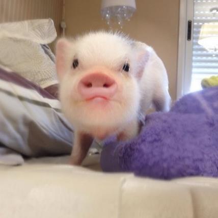 网络爆红的迷你小猪：超萌二师兄图片大盘点