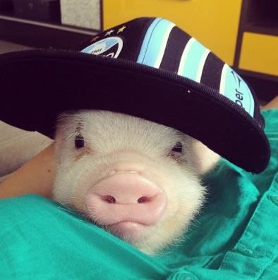 网络爆红的迷你小猪：超萌二师兄图片大盘点