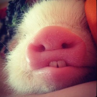 网络爆红的迷你小猪：超萌二师兄图片大盘点