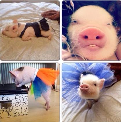 网络爆红的迷你小猪：超萌二师兄图片大盘点