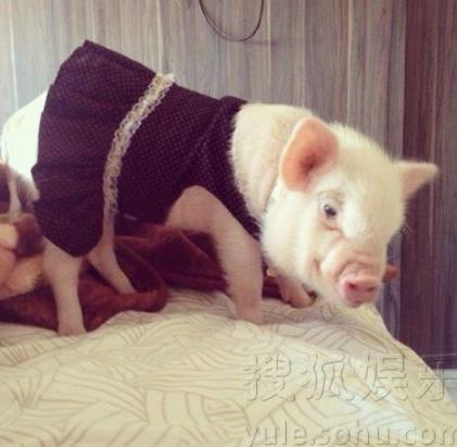 网络爆红的迷你小猪：超萌二师兄图片大盘点