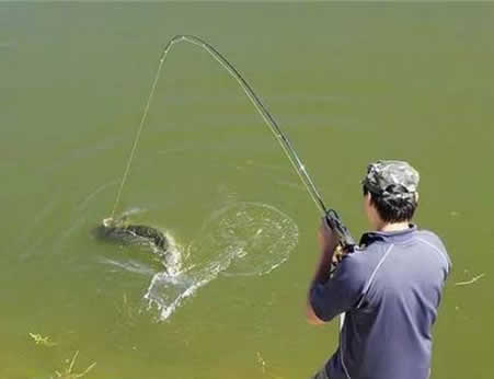 鱼是怎么发现饵料的,一般人还真不知道(图) 鱼是怎么发现饵料的,一般人还真不知道(图)