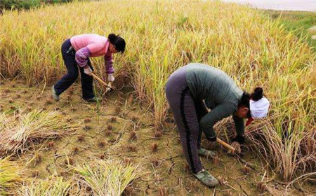 农民手里这样东西能换20万,需要满足三个条件(图) 农民手里这样东西能换20万,需要满足三个条件(图)