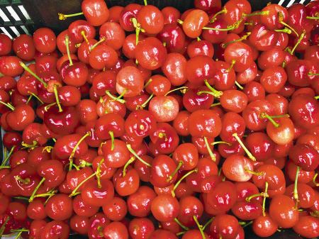 樱桃什么时候成熟:樱桃是什么季节的水果,几月份成熟 樱桃什么时候成熟:樱桃是什么季节的水果,几月份成熟