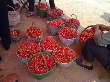 樱桃什么时候成熟:樱桃是什么季节的水果,几月份成熟 樱桃什么时候成熟:樱桃是什么季节的水果,几月份成熟