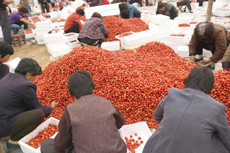 樱桃什么时候成熟:樱桃是什么季节的水果,几月份成熟 樱桃什么时候成熟:樱桃是什么季节的水果,几月份成熟