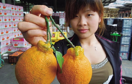 丑八怪水果多少钱一斤：该怎么挑选出好的丑八怪（图）