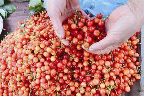 什么时候可以摘樱桃,樱桃是几月份的水果 什么时候可以摘樱桃,樱桃是几月份的水果