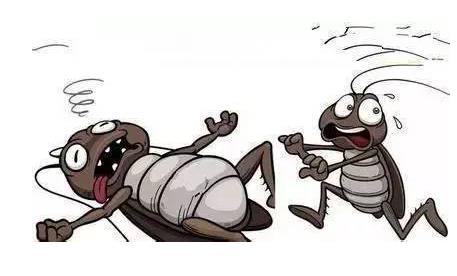 蟑螂蚊子已经不住我家了!多亏了这个方法(图) 蟑螂蚊子已经不住我家了!多亏了这个方法(图)