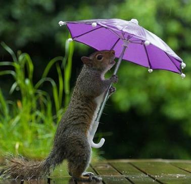 松鼠萌图：躲雨松鼠的撑伞萌照看了一天好心情
