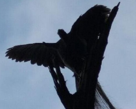 黑龙江惊险远古凤凰,黑龙江拍到远古凤凰是真是假