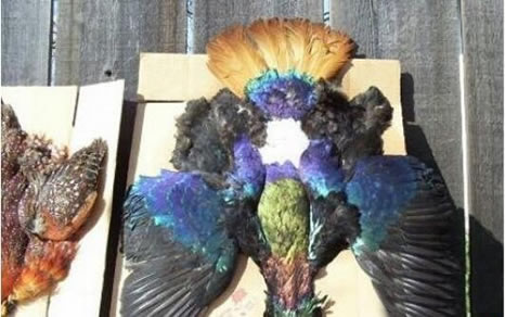 黑龙江惊险远古凤凰,黑龙江拍到远古凤凰是真是假