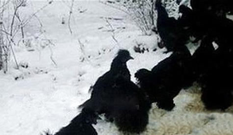 黑龙江惊险远古凤凰,黑龙江拍到远古凤凰是真是假 黑龙江惊险远古凤凰,黑龙江拍到远古凤凰是真是假