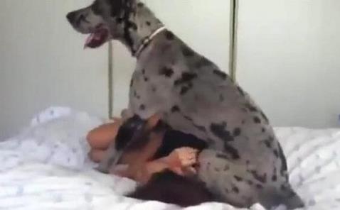 女主人把爱犬抱到床上,结果却让她后悔不已(图) 女主人把爱犬抱到床上,结果却让她后悔不已(图)