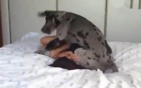 女主人把爱犬抱到床上,结果却让她后悔不已(图) 女主人把爱犬抱到床上,结果却让她后悔不已(图)