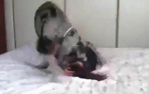 女主人把爱犬抱到床上,结果却让她后悔不已(图) 女主人把爱犬抱到床上,结果却让她后悔不已(图)