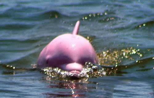 粉红瓶鼻海豚：罕见粉红瓶鼻海豚图片欣赏（太漂亮）