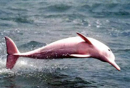 粉红瓶鼻海豚：罕见粉红瓶鼻海豚图片欣赏（太漂亮）