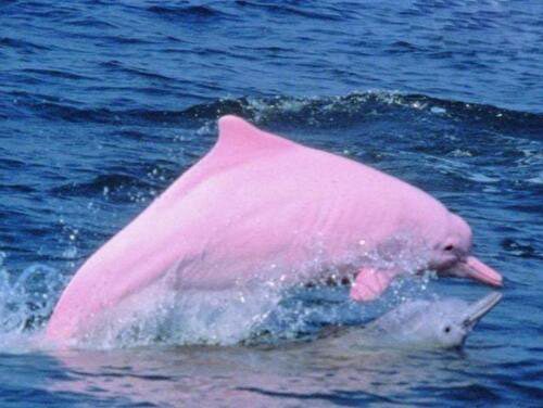 粉红瓶鼻海豚：罕见粉红瓶鼻海豚图片欣赏（太漂亮）