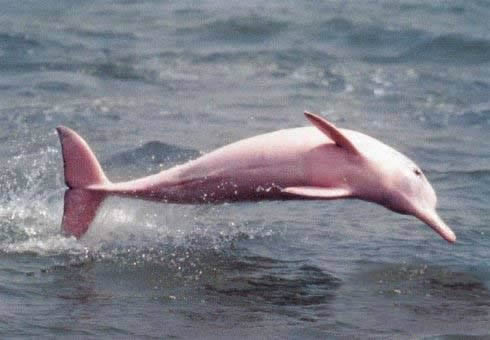 粉红瓶鼻海豚：罕见粉红瓶鼻海豚图片欣赏（太漂亮）