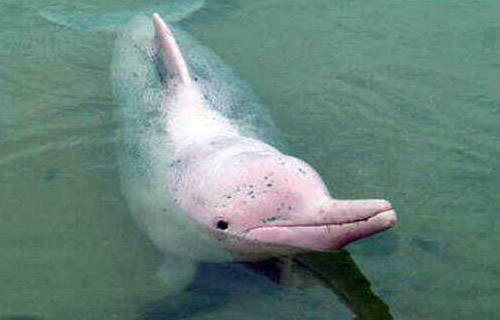 粉红瓶鼻海豚：罕见粉红瓶鼻海豚图片欣赏（太漂亮）