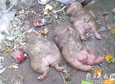 超出人类认知的图片大盘点