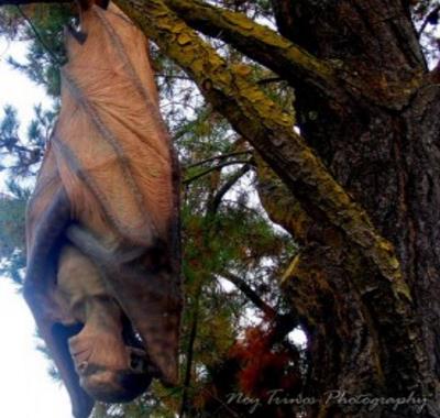 超出人类认知的图片大盘点