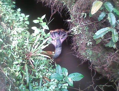 千年难见的七头蛇图片:古老佛经并非传说(图) 千年难见的七头蛇图片:古老佛经并非传说(图)