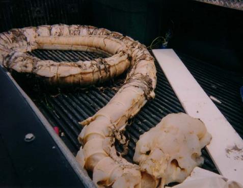 超出人类认知的图片大盘点