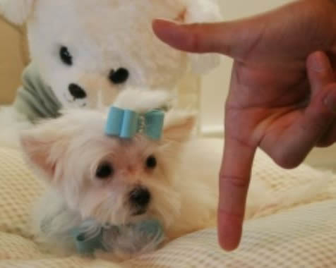 袖珍狗，只有一个食指头高的小狗（图）