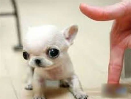 袖珍狗，只有一个食指头高的小狗（图）