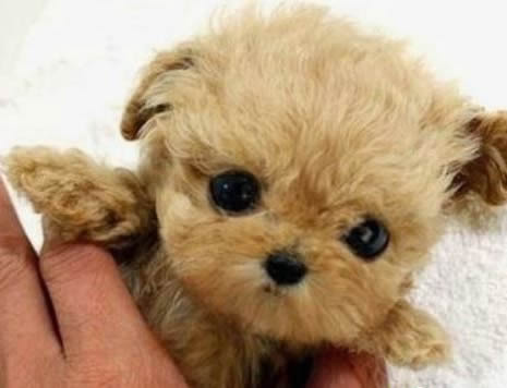 袖珍狗，只有一个食指头高的小狗（图）