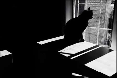 灵堂上为什么不能有黑猫:人死后守灵堂怕黑猫过来 灵堂上为什么不能有黑猫:人死后守灵堂怕黑猫过来