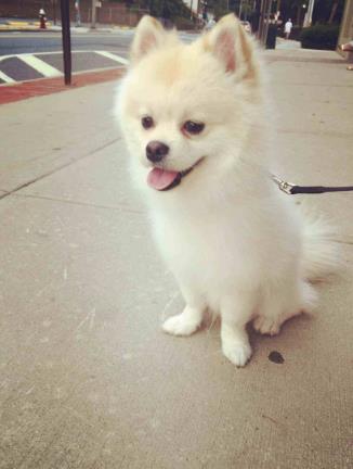 袖珍小狗图片：袖珍狗有哪些种类介绍