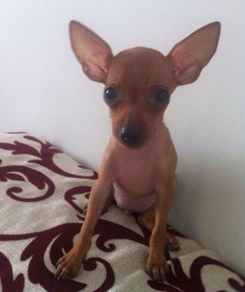 袖珍小狗图片：袖珍狗有哪些种类介绍