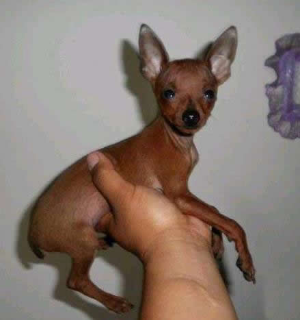 袖珍小狗图片：袖珍狗有哪些种类介绍