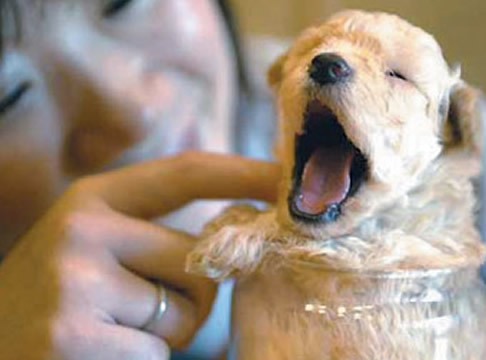 袖珍小狗图片：袖珍狗有哪些种类介绍