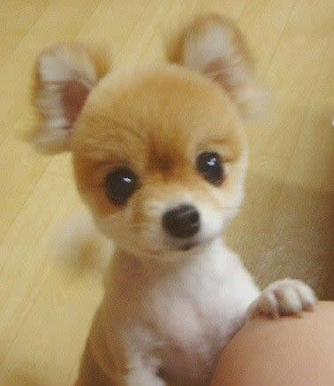 袖珍小狗图片：袖珍狗有哪些种类介绍