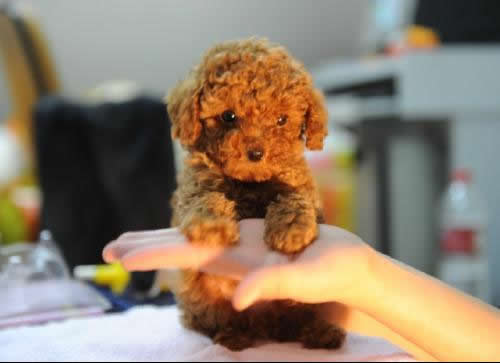 袖珍小狗图片：袖珍狗有哪些种类介绍