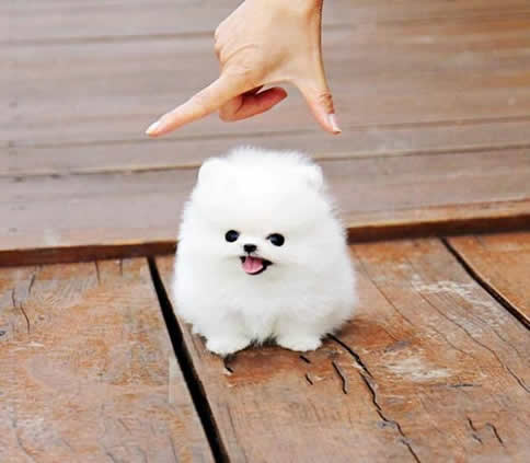 袖珍小狗图片：袖珍狗有哪些种类介绍