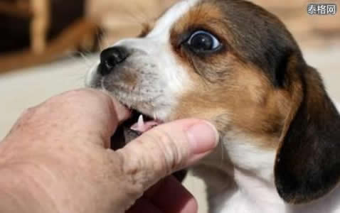 女人梦见小狗咬自己的食指:好不好,代表着什么 女人梦见小狗咬自己的食指:好不好,代表着什么