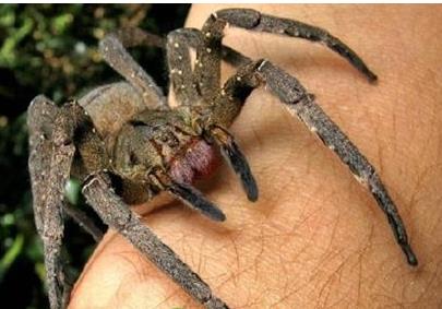 世界十大毒蜘蛛:十大最恐怖毒蜘蛛见到要躲开